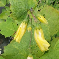 Kirengeshoma palmata Koreana Group